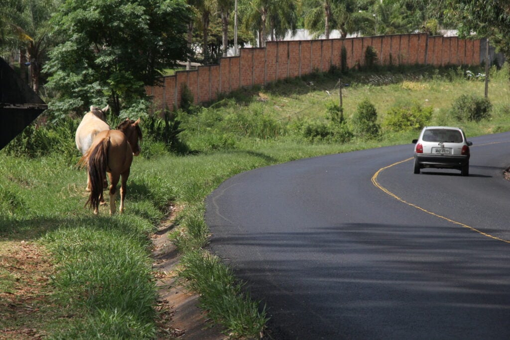 Foto de cavalos soltos pastando às margens da rodovia PR-151, em Ponta Grossa, Paraná