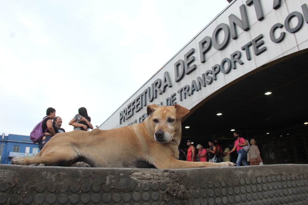 Foto de cão de rua em escadaria do terminal central de ônibus de Ponta Grossa