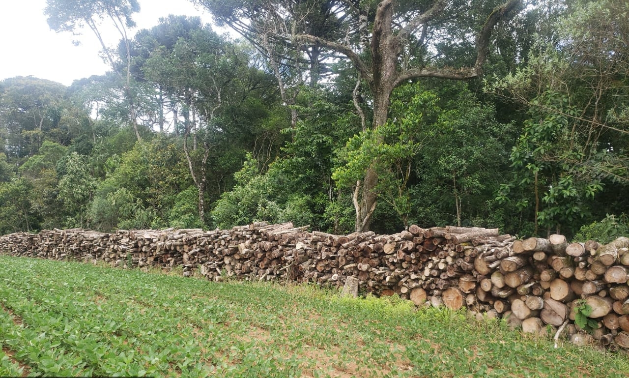 Hectares destruídos em Teixeira Soares