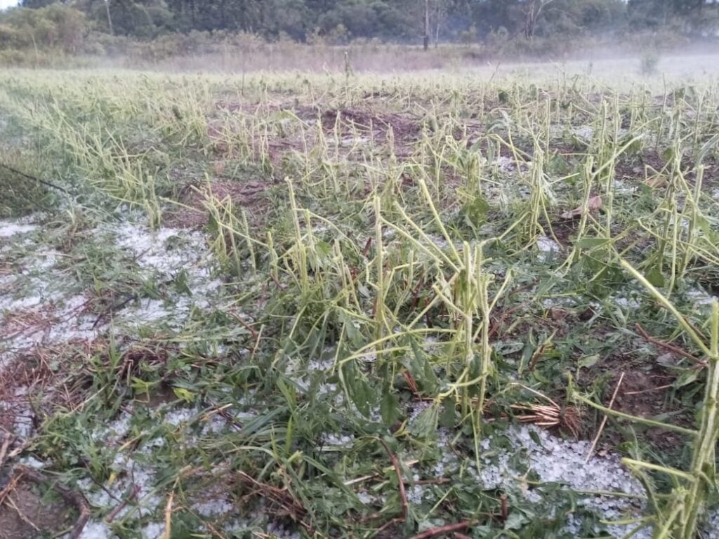 Foto de plantação de fumo destruída por tempestade de granizo ocorrida em Rio Azul em dezembro de 2021