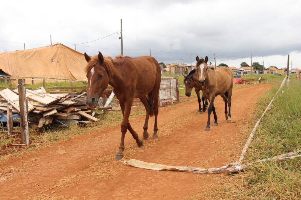 Foto de cavalos em assentamento no Jardim das Andorinhas, em Ponta Grossa