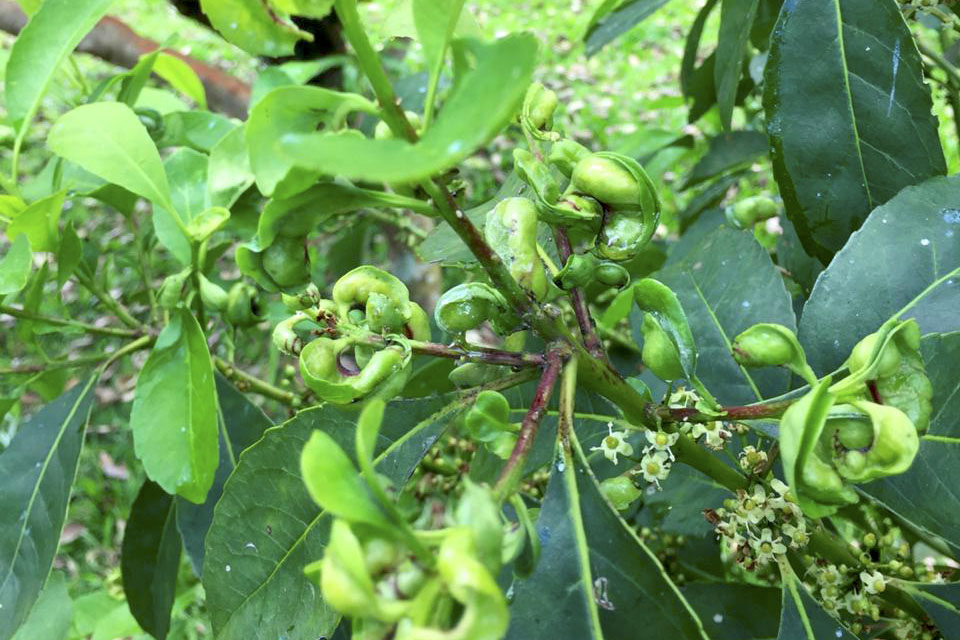 Foto da planta da erva-mate