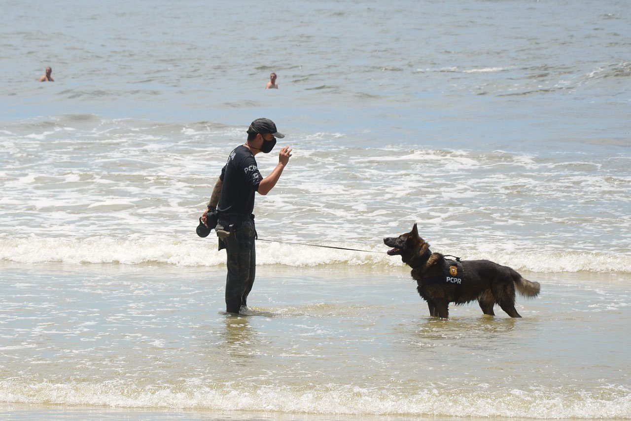 Foto do passeio dos cães policiais do Paraná.