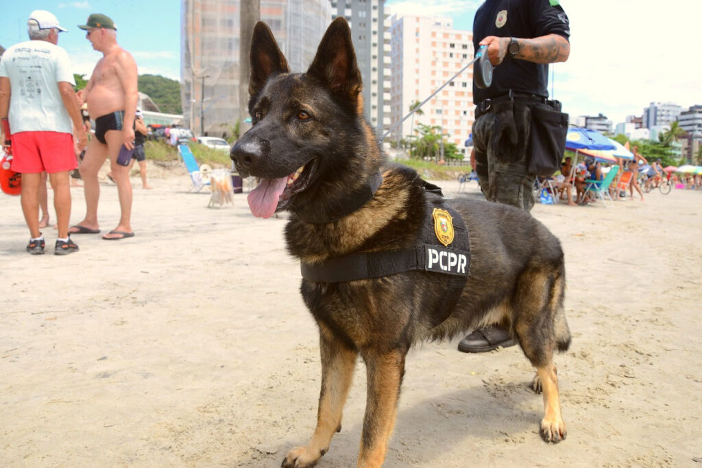 Foto do passeio dos cães policiais do Paraná.