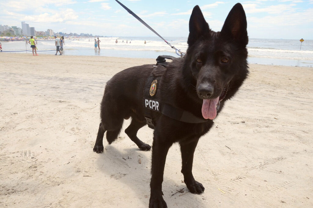 Foto do passeio dos cães policiais do Paraná.