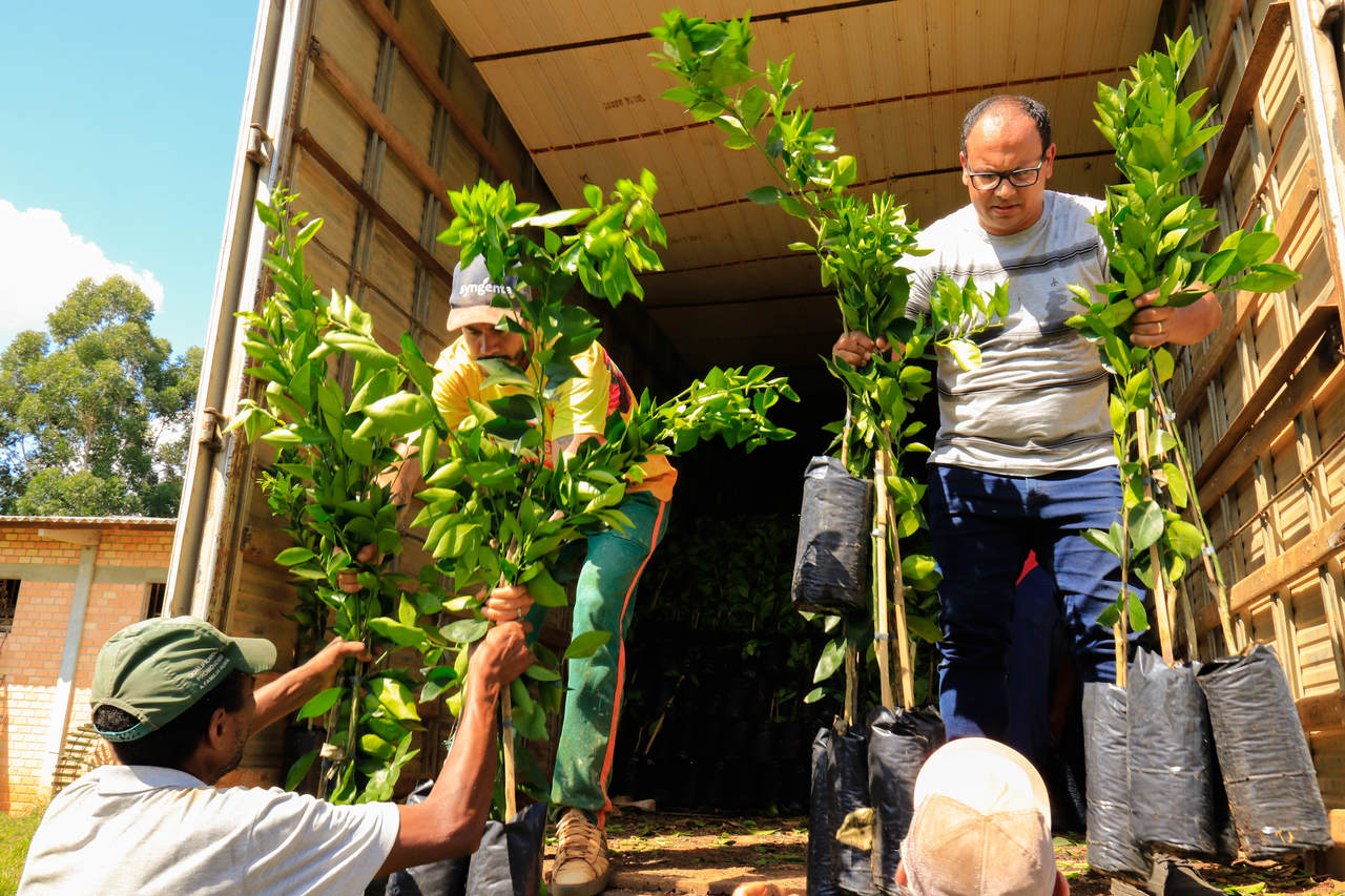 Entrega de mudas de arvores frutíferas