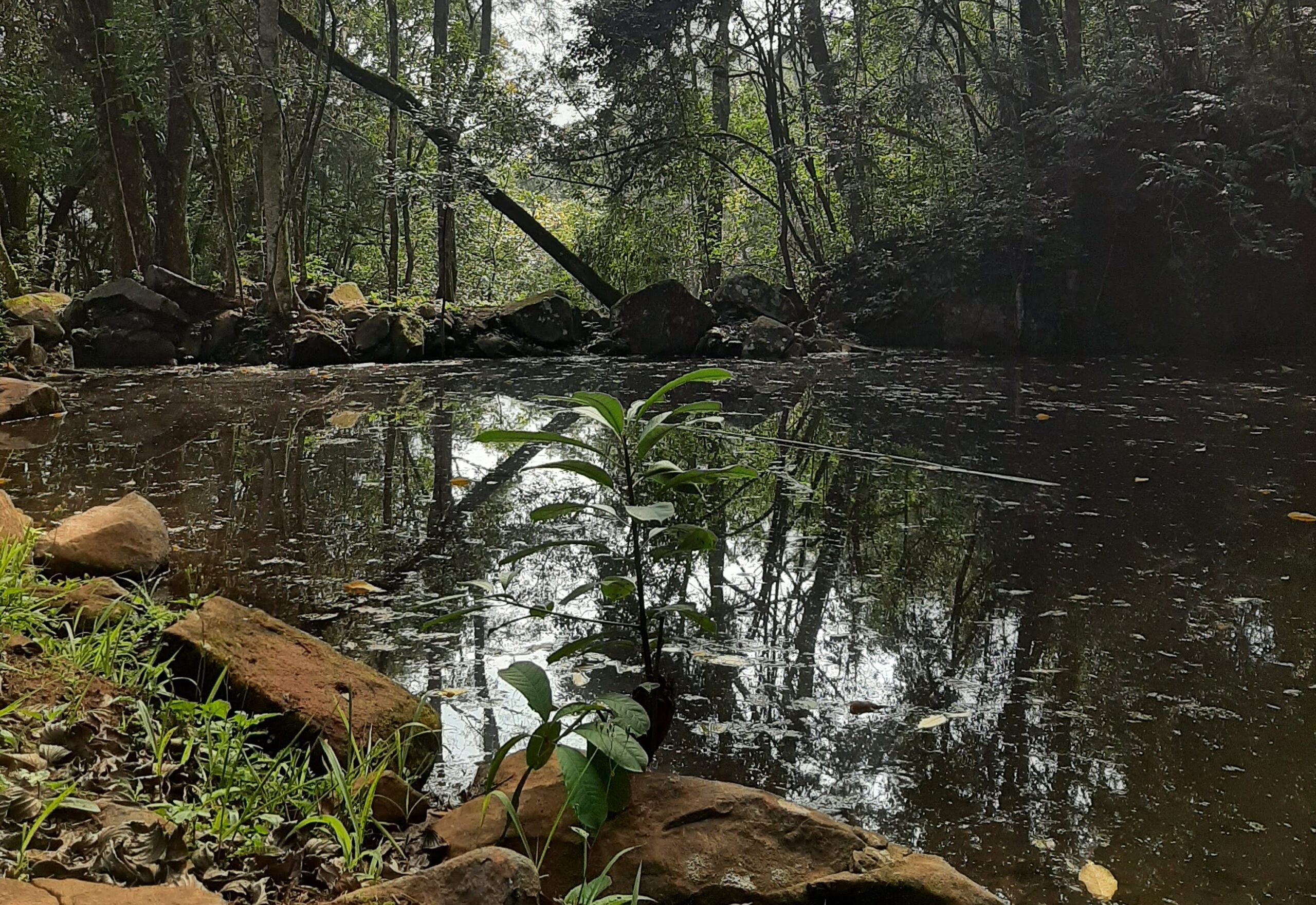 Foto de lago no Parque Municipal P+Margherita Masini, em Ponta Grossa