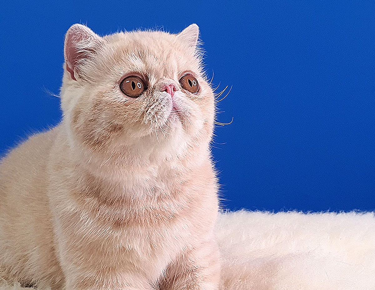 Foto do gato de Ponta Grossa, Crème Brûlée, premiado internacionalmente