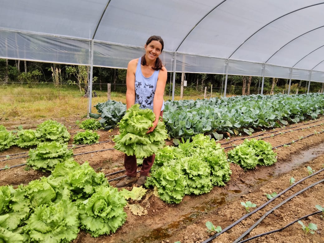 Cultivo em estufa Castro