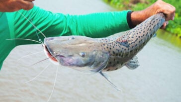 foto do pintado, peixe em extinção