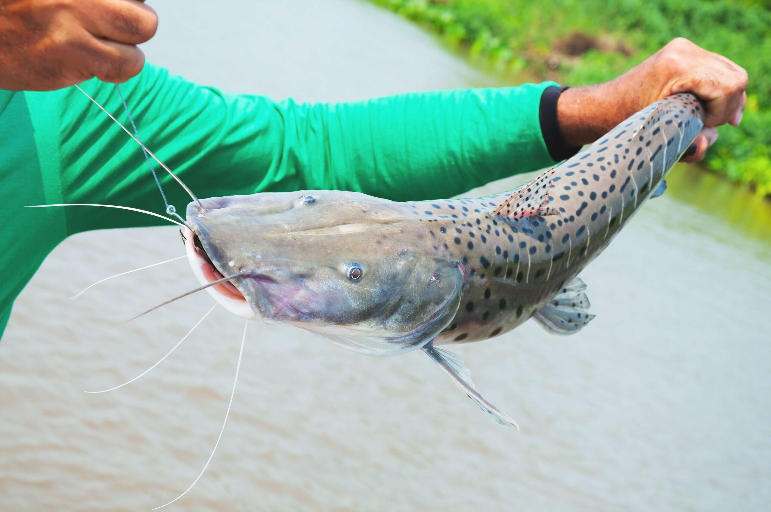 foto do pintado, peixe em extinção