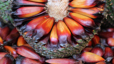 Colheita do pinhão no PR