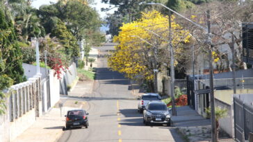 Rua com ipê amarelo, no Bairro Estrela, em Ponta Grossa