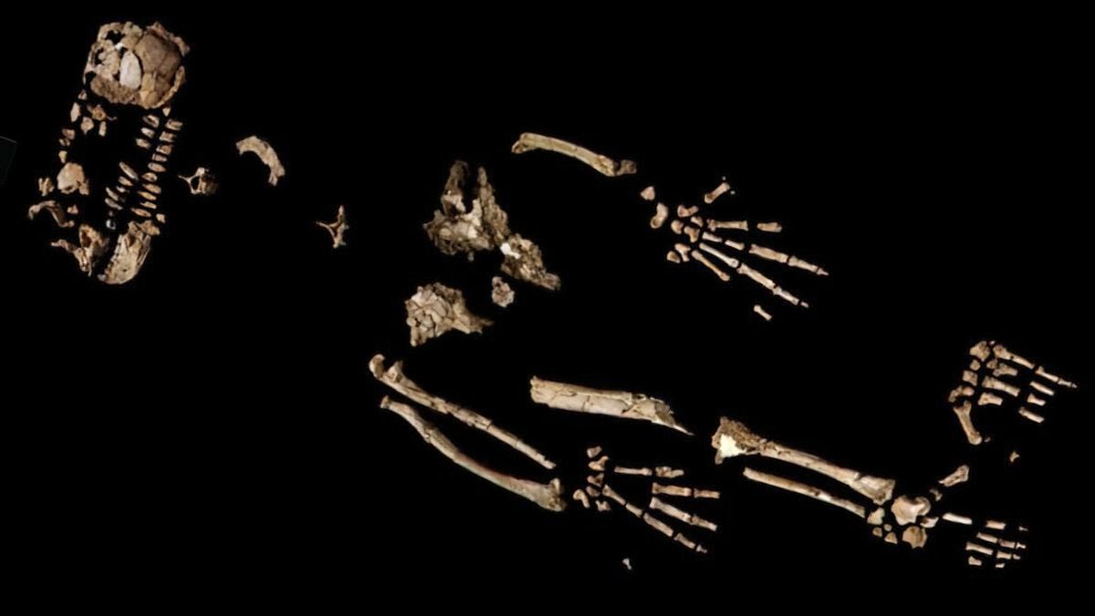 © Foto / T.D. White et al. / Science 2009