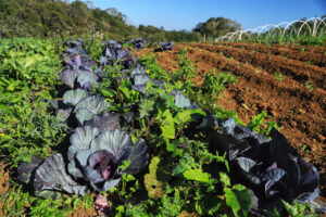 O Renda Agricultor Familiar é uma das modalidades do Projeto Complementar Nossa Gente Paraná. Cada um dos beneficiados recebe R$ 6 mil para desenvolver projeto de estruturação da unidade familiar produtiva.