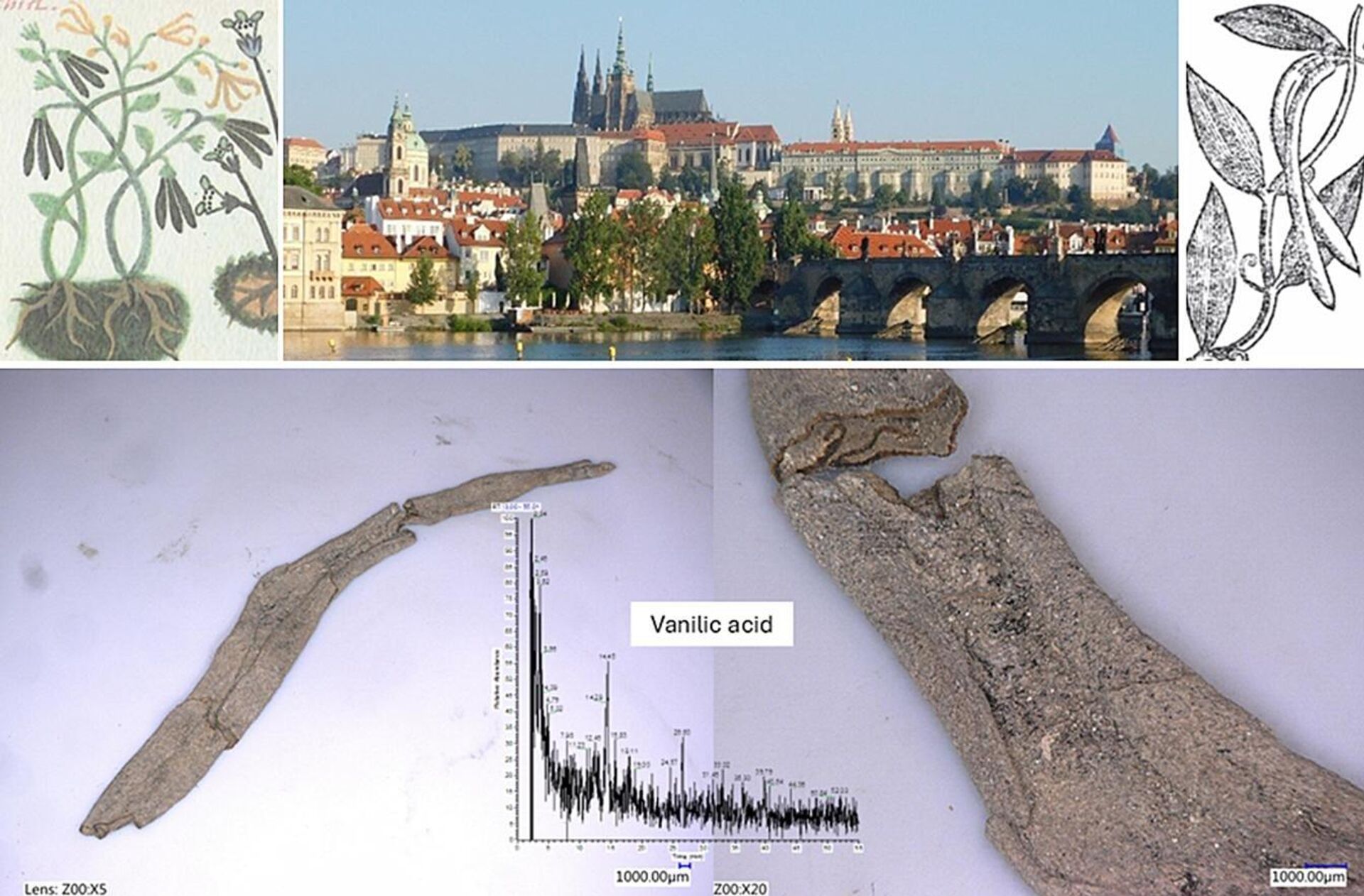 Descobrem no Castelo de Praga fragmentos de baunilha mais antigos na Europa - Sputnik Brasil, 1920, 28.03.2025