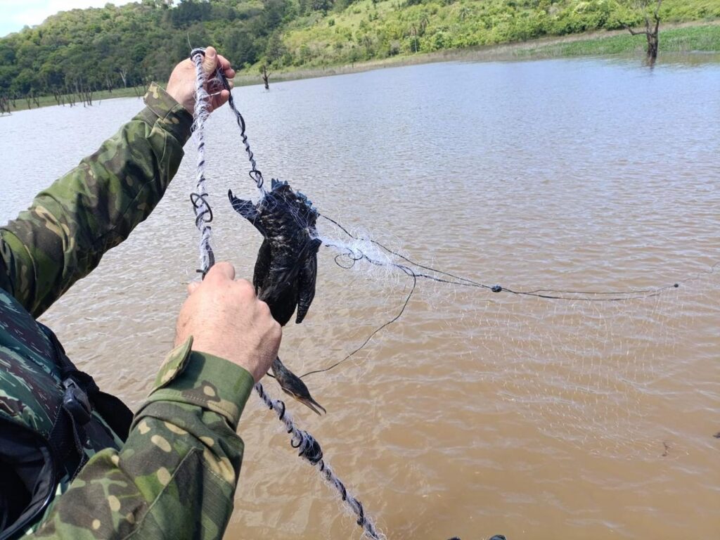Ave presa em rede de pesca