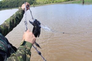 Ave presa em rede de pesca