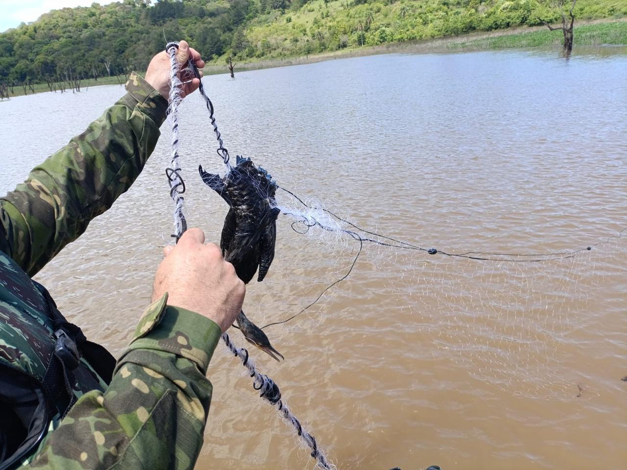 Ave presa em rede de pesca