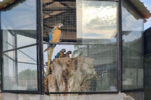 Aves em cativeiro em Carambeí