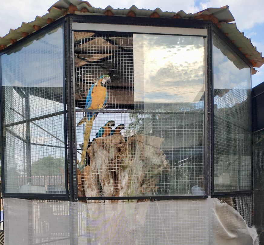 Aves em cativeiro em Carambeí