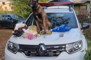 Cão Bolt localizou drogas e munições