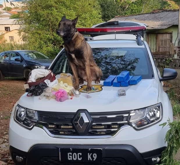 Cão Bolt localizou drogas e munições