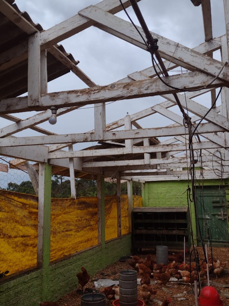 Vendaval Palmeira