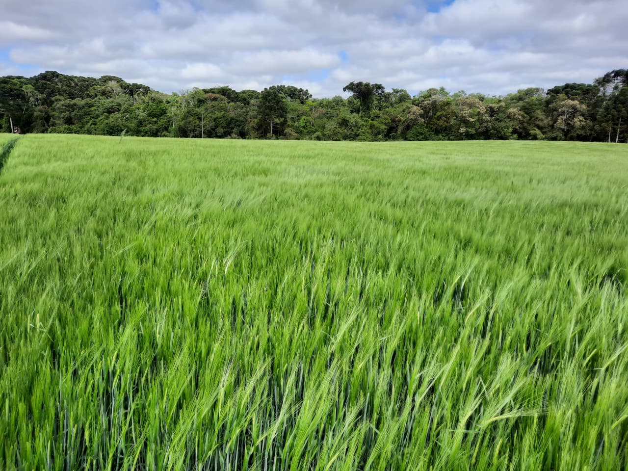 Plantação de cevada em um campo verde.