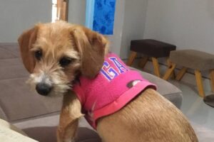 Cãozinho atirado em caminhão de lixo