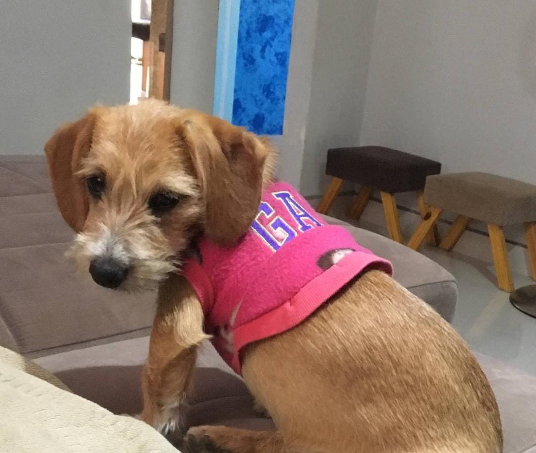 Cãozinho atirado em caminhão de lixo