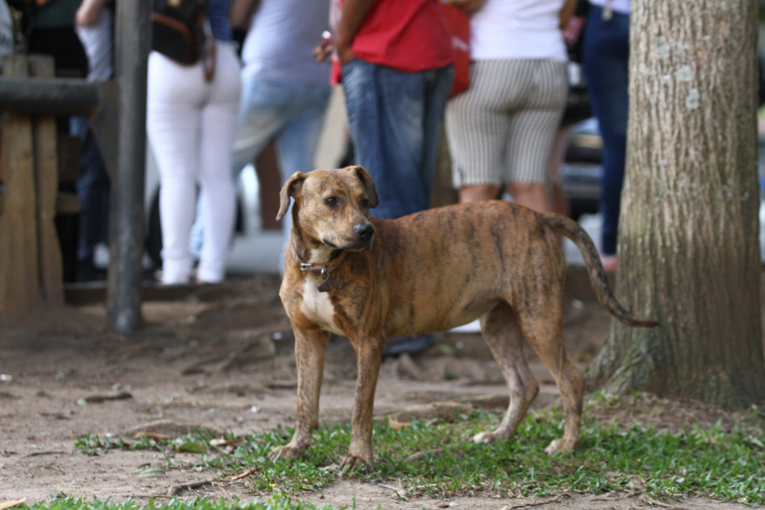 Cachorro em praça pública, tendo pessoas ao fundos, de costas para ele