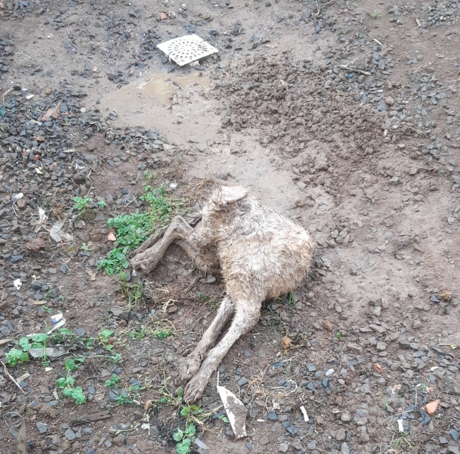 Cão resgatado maus tratos