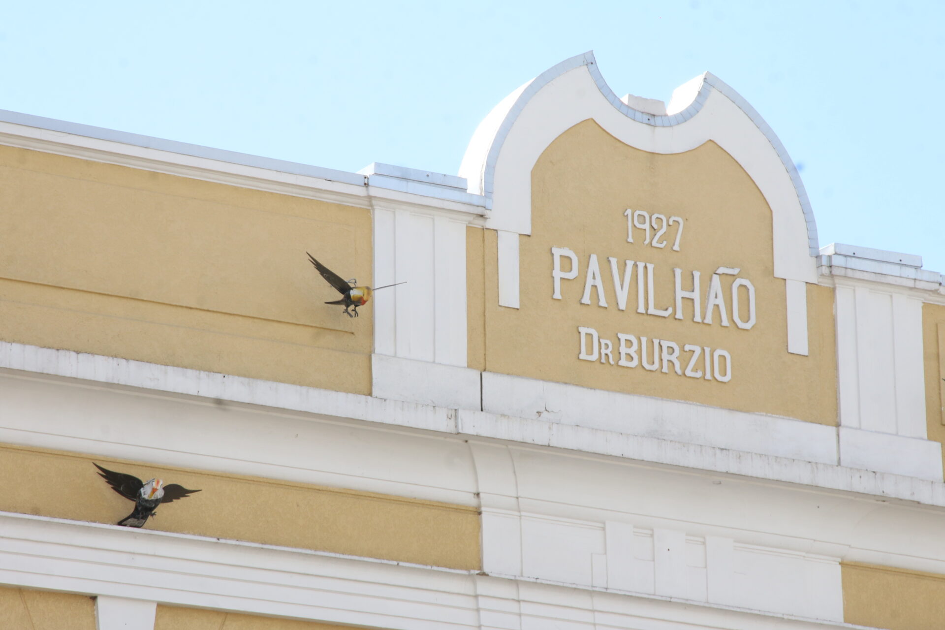 Gaviões de madeira instalados na fachada da Santa Casa de Ponta Grossa