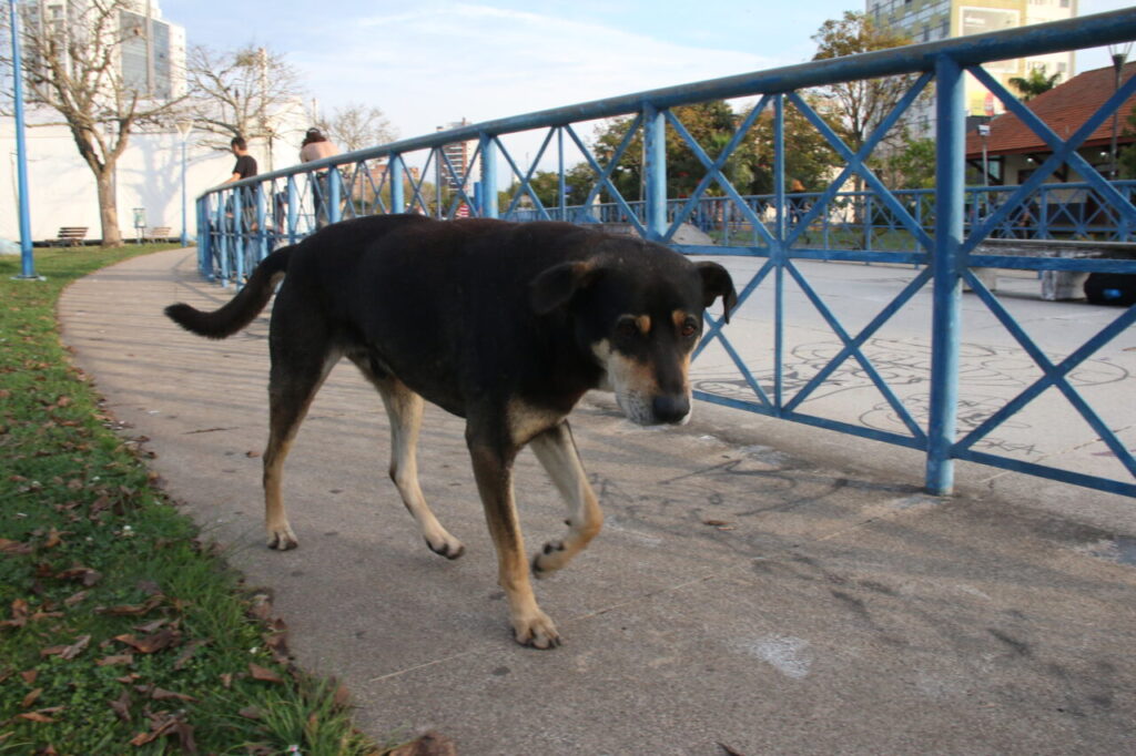 Animais de rua
