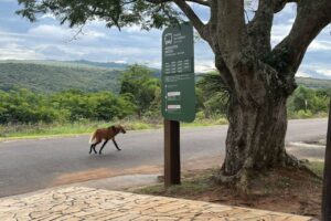 Lobo-Guará em Vila Velha