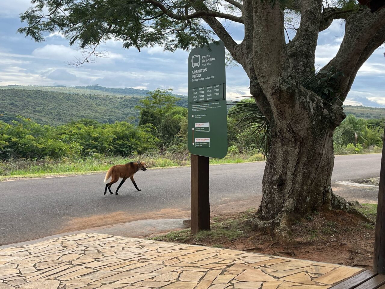 Lobo-Guará em Vila Velha