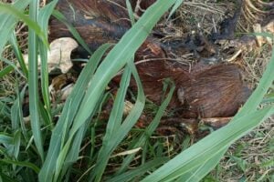 Carcaça da capivara foi encontrada por um morador