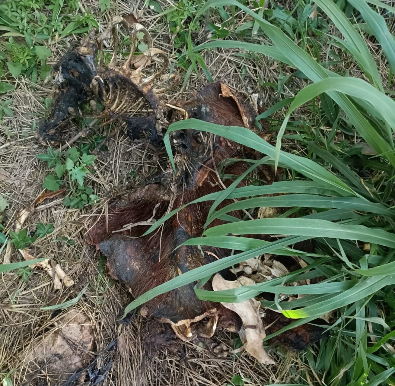 Capivara morta no Lago de Olarias