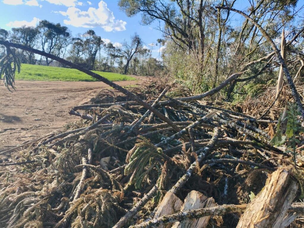 308 araucárias foram cortadas em Piraí do Sul