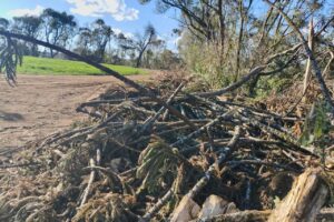 308 araucárias foram cortadas em Piraí do Sul