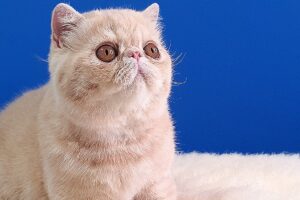 Foto do gato de Ponta Grossa, Crème Brûlée, premiado internacionalmente