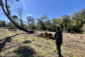Policial militar observa área desmatada
