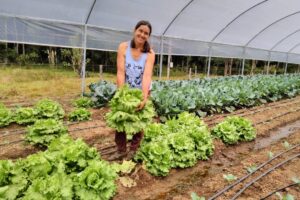 Cultivo em estufa Castro