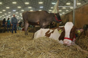 Vacas leiteiras