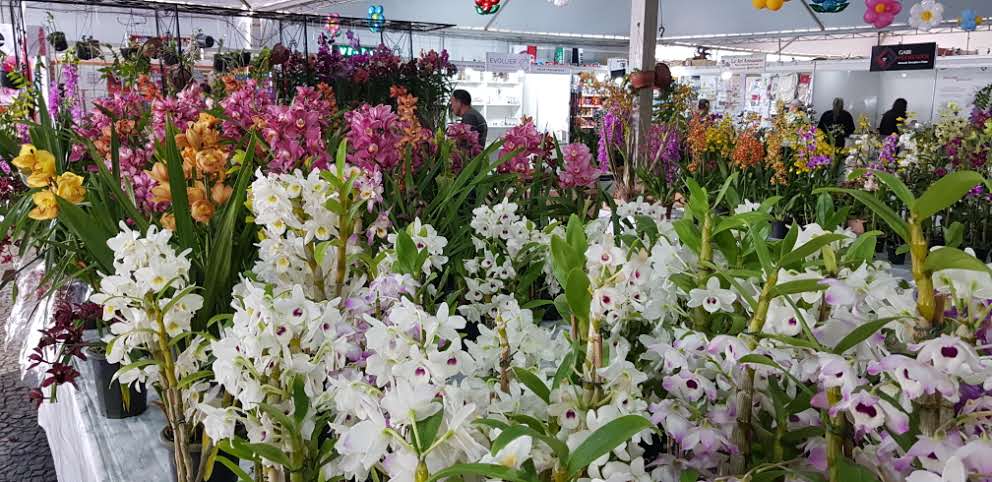Flores expostas na Expo&Flor em Ponta Grossa, no Parque Ambiental