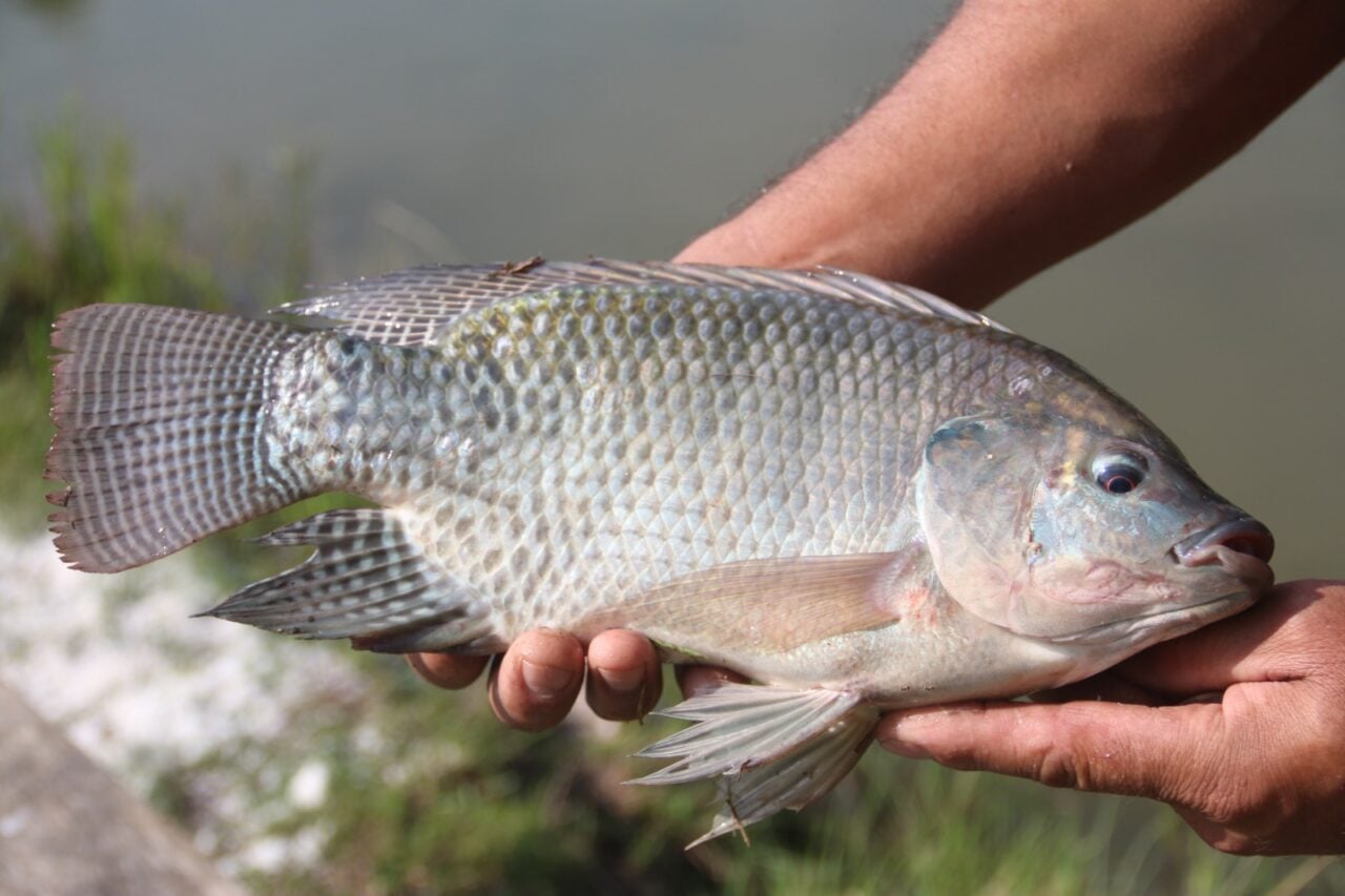 Feira do Peixe de PG