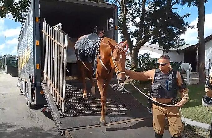 Transporte de carga viva, de cavalos, onde um policial desembarca o animal pela rampa do veículo.