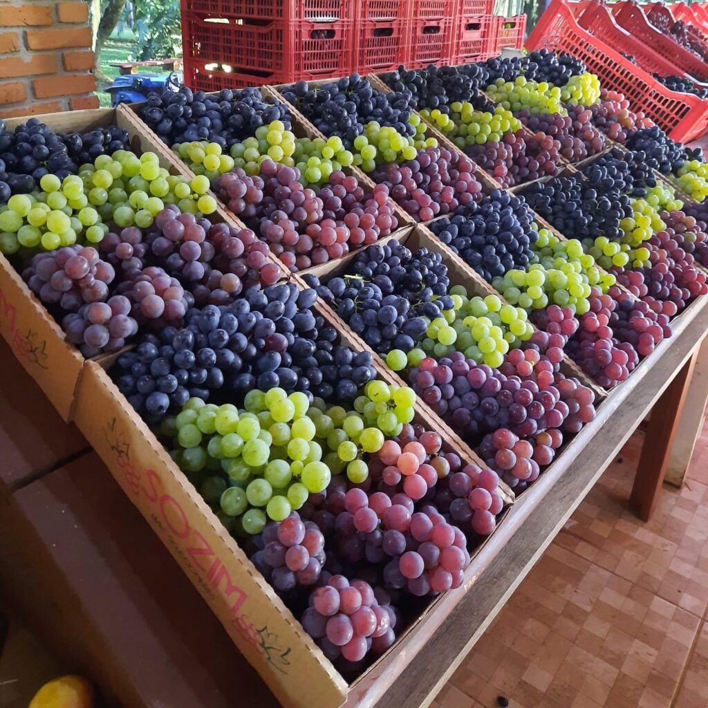 Foto da Fesuva de Ponta Grossa 2