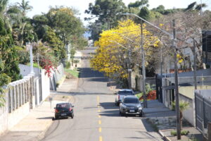 Rua com ipê amarelo, no Bairro Estrela, em Ponta Grossa